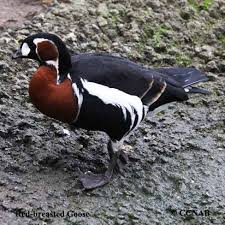 Image result for Branta ruficollis