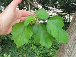 Attēlu rezultāti vaicājumam “Crataegus chrysocarpa”