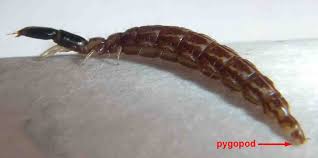 Attēlu rezultāti vaicājumam “Raphidia larva”