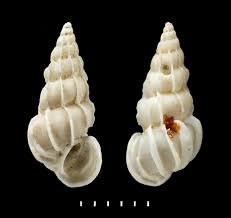 Attēlu rezultāti vaicājumam “Scapania mucronata macro”