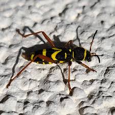 Attēlu rezultāti vaicājumam “Clytus arietis”