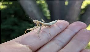 Attēlu rezultāti vaicājumam “Mantis religiosa”