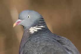 Attēlu rezultāti vaicājumam “Columba palumbus adult”