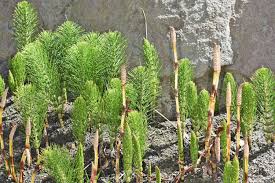 Attēlu rezultāti vaicājumam “Equisetum telmateia”