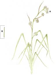 Attēlu rezultāti vaicājumam “Cladium mariscus”