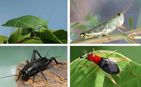 Attēlu rezultāti vaicājumam “Orthoptera”