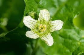 Attēlu rezultāti vaicājumam “Bryonia alba bud”