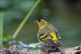 Attēlu rezultāti vaicājumam “Carduelis spinus”