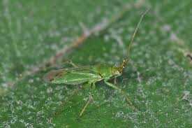 Attēlu rezultāti vaicājumam “Blepharidopterus angulatus”