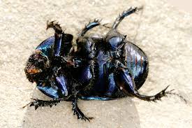 Attēlu rezultāti vaicājumam “Geotrupes stercorarius”