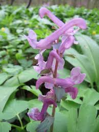 Attēlu rezultāti vaicājumam “Corydalis cava flower”