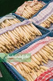 Attēlu rezultāti vaicājumam “Asparagus officinalis fruit”