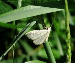 Attēlu rezultāti vaicājumam “Cabera exanthemata”