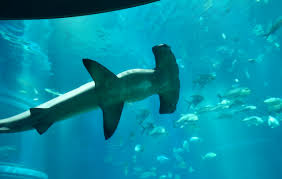 Image result for Sphyrna lewini