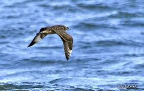 Attēlu rezultāti vaicājumam “Stercorarius parasiticus adult”