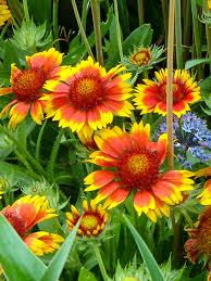 Image result for Gaillardia `Kobold`