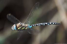 Attēlu rezultāti vaicājumam “Aeshna mixta male”