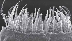 Attēlu rezultāti vaicājumam “Bryum funkii cells”