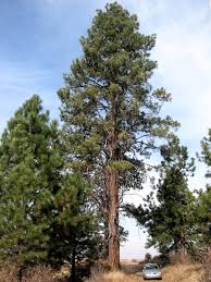 Attēlu rezultāti vaicājumam “Pinus ponderosa”