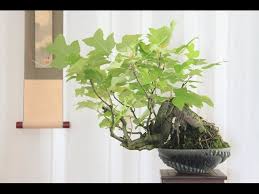 Image result for parthenocissus bonsai