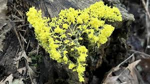 Attēlu rezultāti vaicājumam “Fuligo septica var. candida plasmodium”