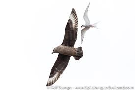 Image result for Stercorarius skua