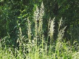 Attēlu rezultāti vaicājumam “Arrhenatherum elatius”