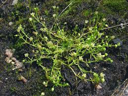 Attēlu rezultāti vaicājumam “Sagina procumbens fruit”