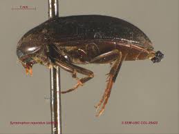 Attēlu rezultāti vaicājumam “Tetratomidae”