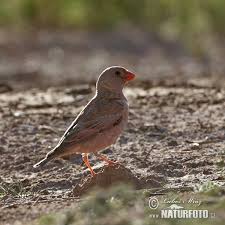 Image result for Bucanetes githagineus