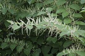 Attēlu rezultāti vaicājumam “Reynoutria sachalinensis flower”