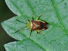 Attēlu rezultāti vaicājumam “Elasmostethus interstinctus”