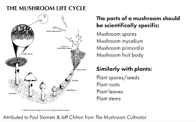 Attēlu rezultāti vaicājumam “Hygroamblystegium humile sporophyte”