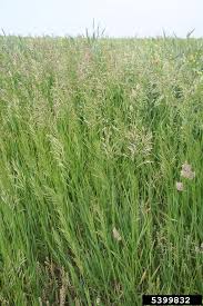 Attēlu rezultāti vaicājumam “Bromopsis inermis fruit”
