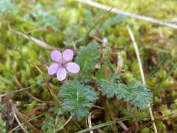 Attēlu rezultāti vaicājumam “Erodium cicutarium leaf”