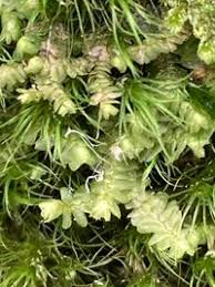 Attēlu rezultāti vaicājumam “Bazzania trilobata”