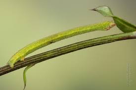 Attēlu rezultāti vaicājumam “Chlorissa viridata”