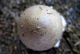 Attēlu rezultāti vaicājumam “Lycogala flavofuscum”