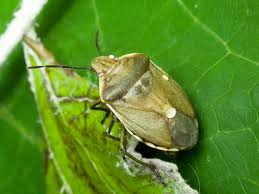 Attēlu rezultāti vaicājumam “Chlorochroa pinicola”