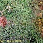 Attēlu rezultāti vaicājumam “Potamogeton rutilus”