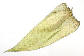 Attēlu rezultāti vaicājumam “Pseudotaxiphyllum elegans”