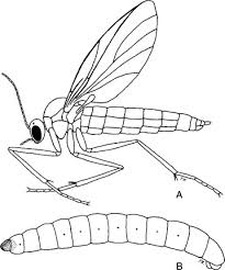 Attēlu rezultāti vaicājumam “Mycetophilidae”