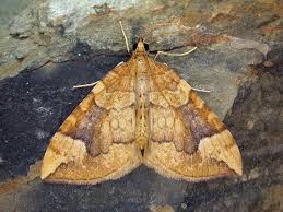 Attēlu rezultāti vaicājumam “Eulithis sp.”