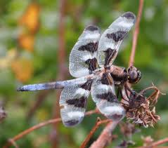 Attēlu rezultāti vaicājumam “Odonata”