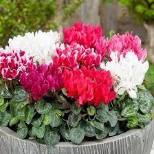 Image result for Cyclamen persicum