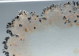 Attēlu rezultāti vaicājumam “Physarum leucopus plasmodium”