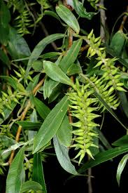 Attēlu rezultāti vaicājumam “Salix”