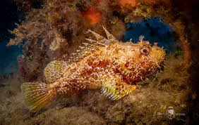 Image result for Scorpaena scrofa