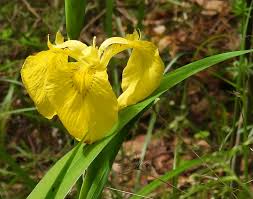 Attēlu rezultāti vaicājumam “Lycogala sphaeroconicum young”