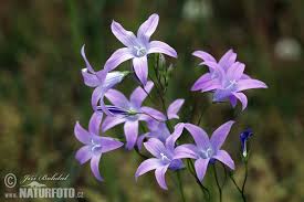 Image result for Campanula patula